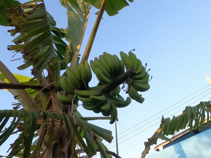 青空に映えるバナナ