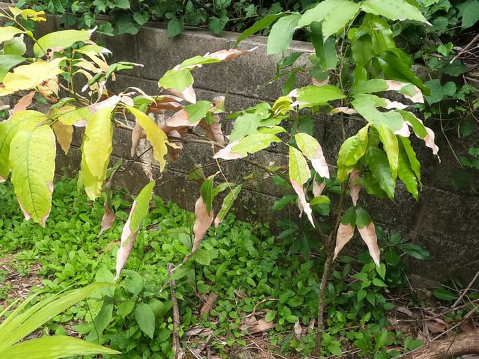 ライチの木、成長しています