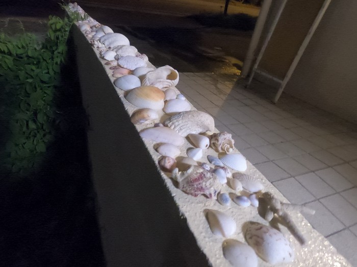 こんなにいっぱい貝殻