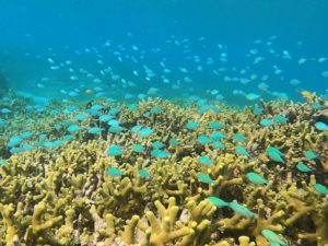 サンゴとお魚さん、きーらきら♪スキンダイビングで楽しんだ石垣島水中世界♪