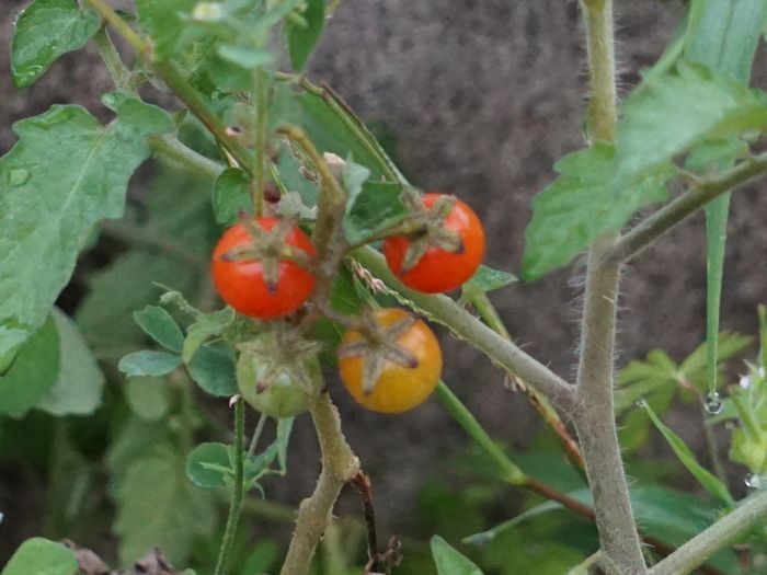 勝手に生えてきた庭のトマト。