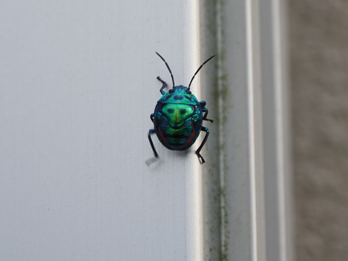 色鮮やかなキンカメムシ