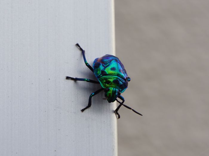 その横にはキンカメムシ