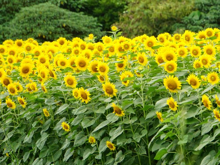 いっぱい咲き乱れるひまわり