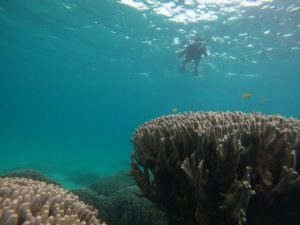 サンゴとお魚さんに雨など関係ありません！浅瀬シュノーケリングで楽しんだ石垣島海遊び