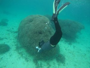 相棒は一眼レフのカメラ♪スキンダイビングで激写祭り♪