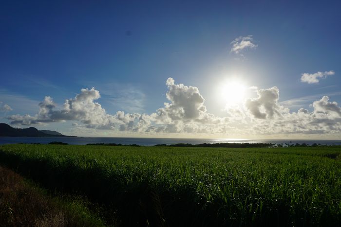 ぎらぎら太陽とさとうきび