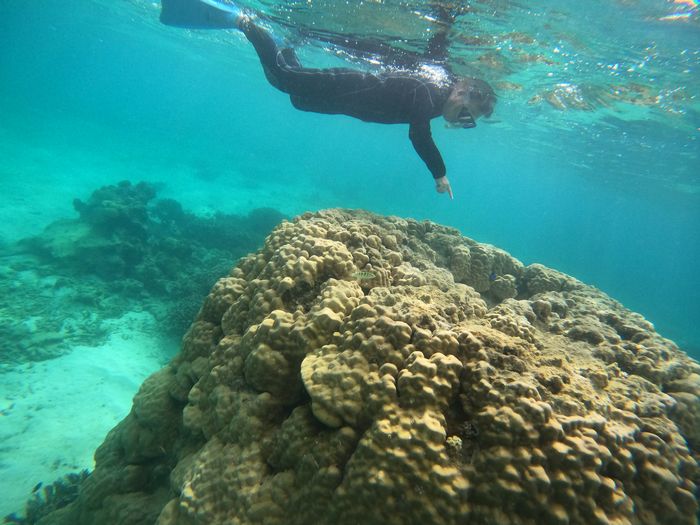 お魚さん観察楽しんでいます