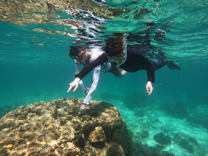 サンゴの上にはシャコガイさんです