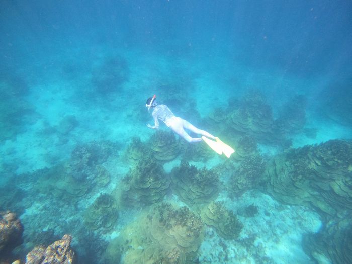 奥さんリクエストのパラオハマサンゴ