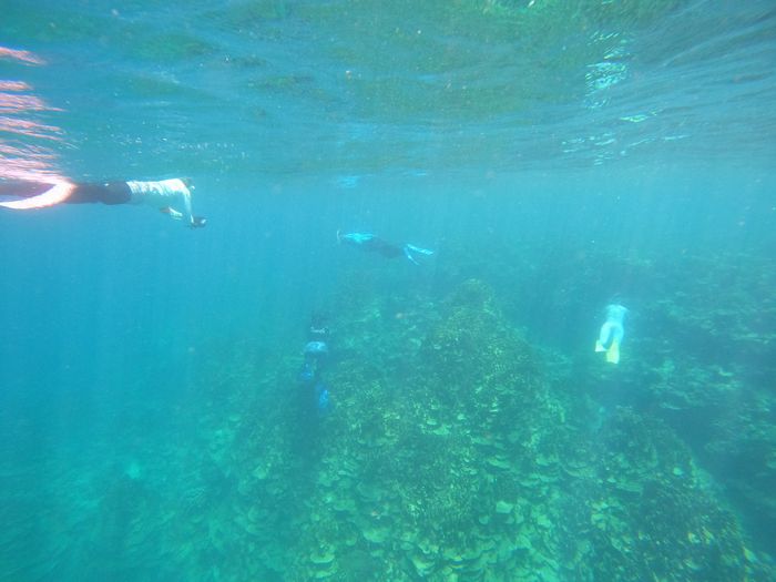 サンゴ派の方々と海に行くと