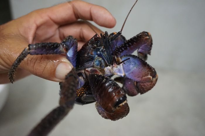 青紫の光沢、ヤシガニ