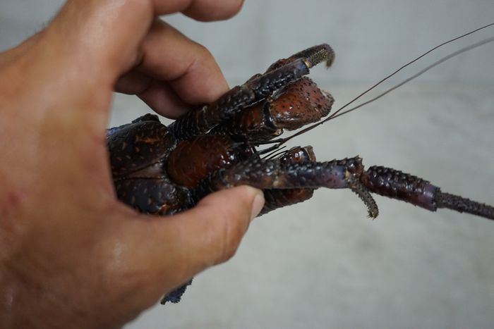 ヤシガニのつかみ方は