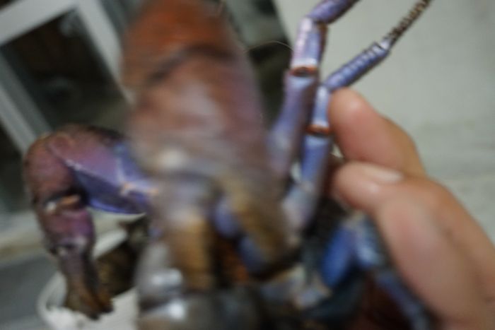 ヤシガニさん、ハサミをふりまわす