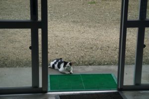 タマヘイ君も海にいく？穏やかな海をおもいっきり満喫シュノーケリング！