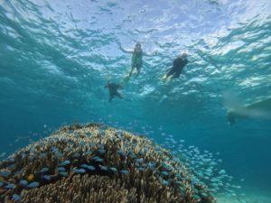 シュノーケリング難民などさせません！最後の砦はさんご礁の海からで！