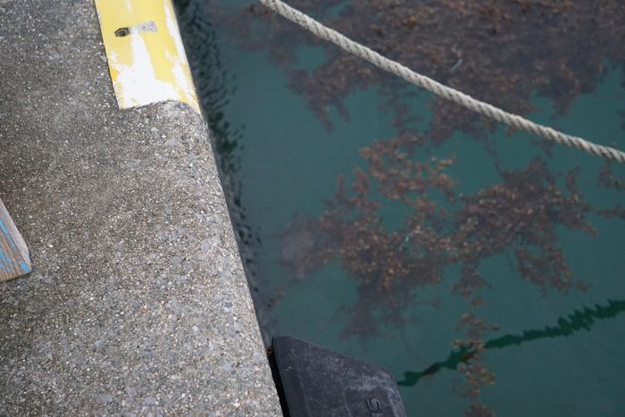 港の岸壁、かくれんぼさん