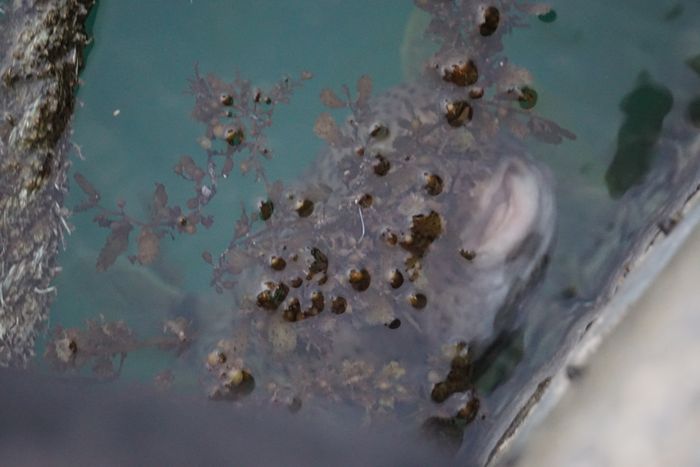 口だけが見えています。ハリセンボン