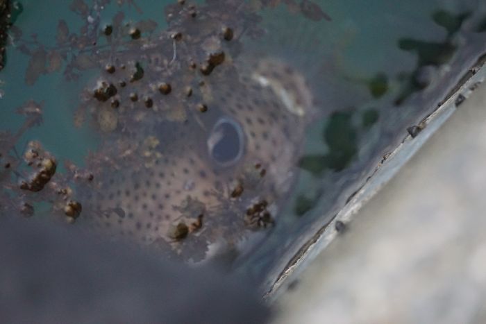 あら、目が見えた！ハリセンボン