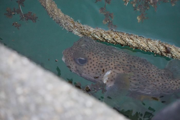 ロープに隠れているつもり