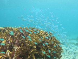 波あれど楽しんだ初めてのシュノーケリング②