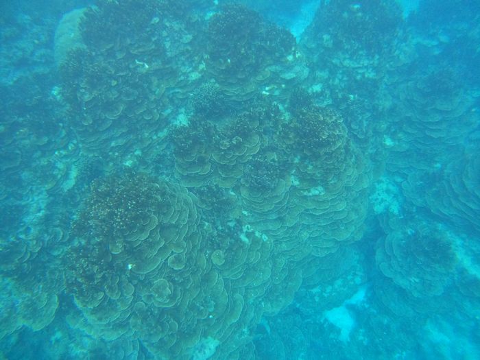 リクエストはパラオハマサンゴ