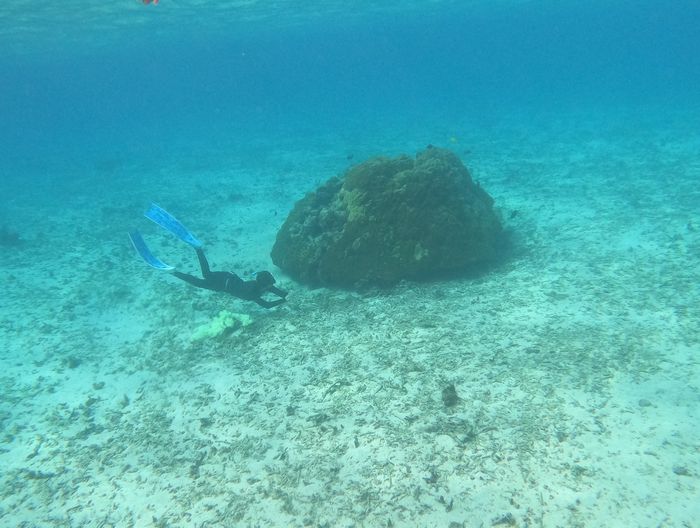 サンゴの隙間をじっくりのぞき込む