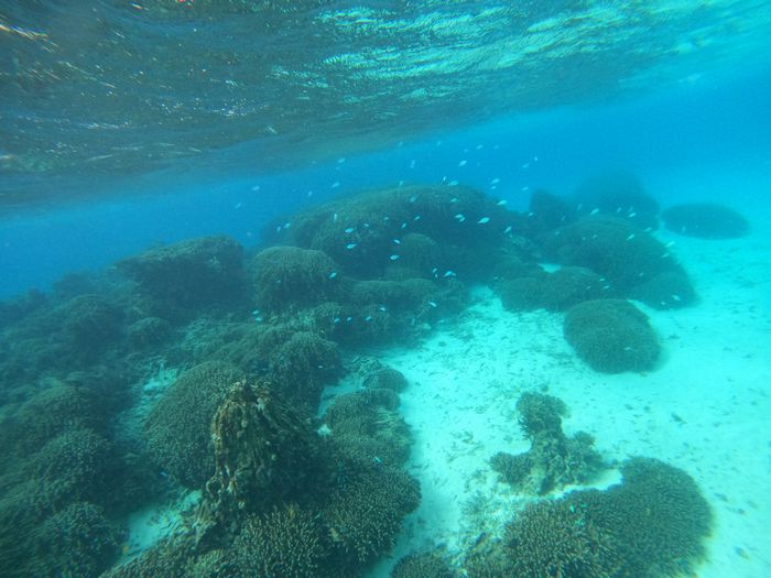 水中世界はクリアブルー