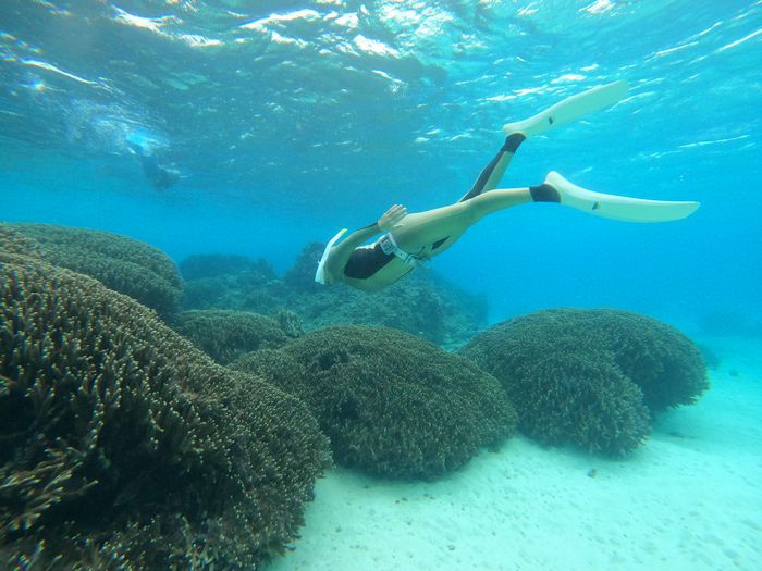 サンゴの森でスキンダイビング