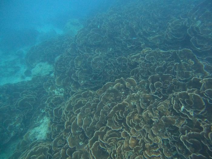 リュウキュウキッカサンゴ