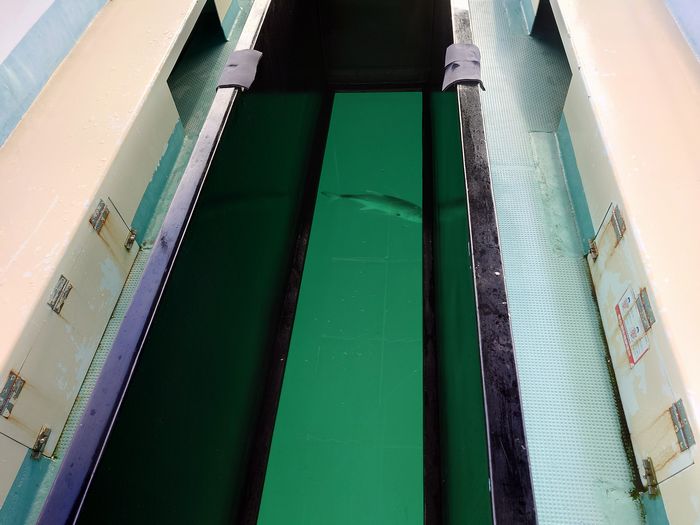 ガラスを通過する魚さん