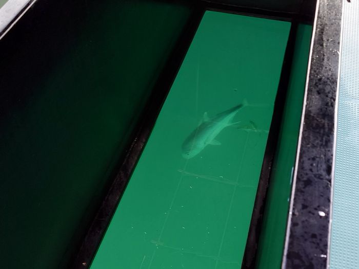 多分、アジの仲間ですね