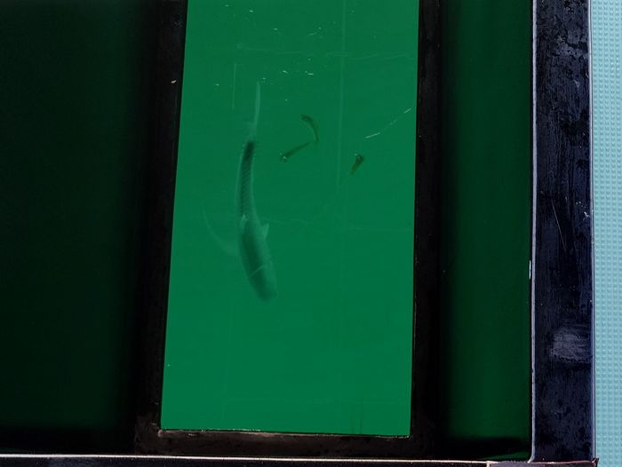 子分も引き連れていますね