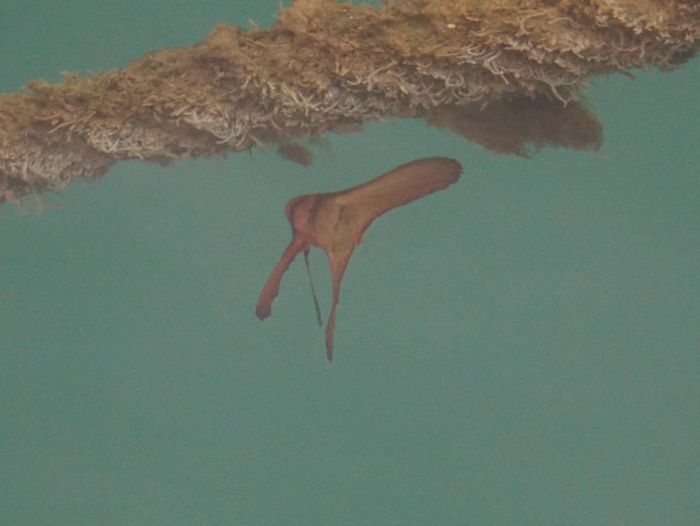 もういなくなったちゃったミカヅキツバメウオ