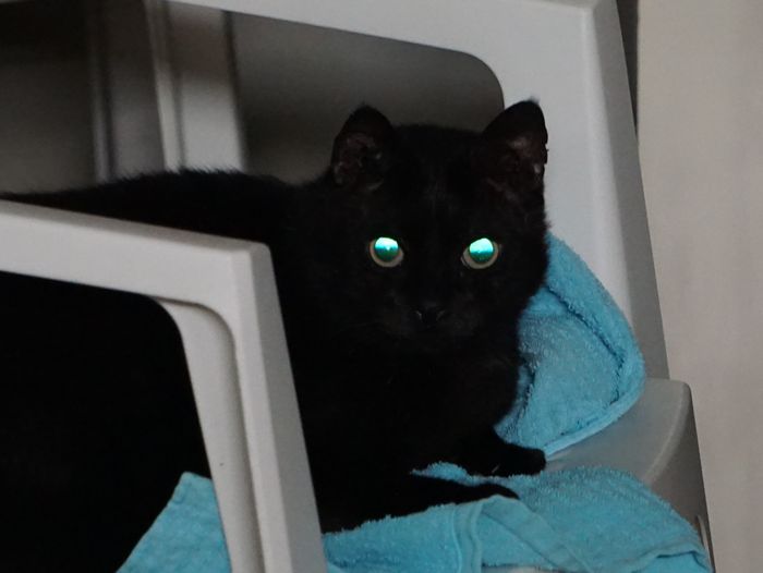 きらりと光る眼