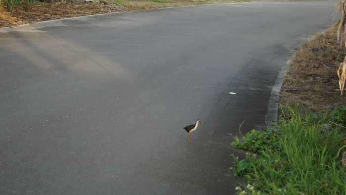 おっ！出てきました