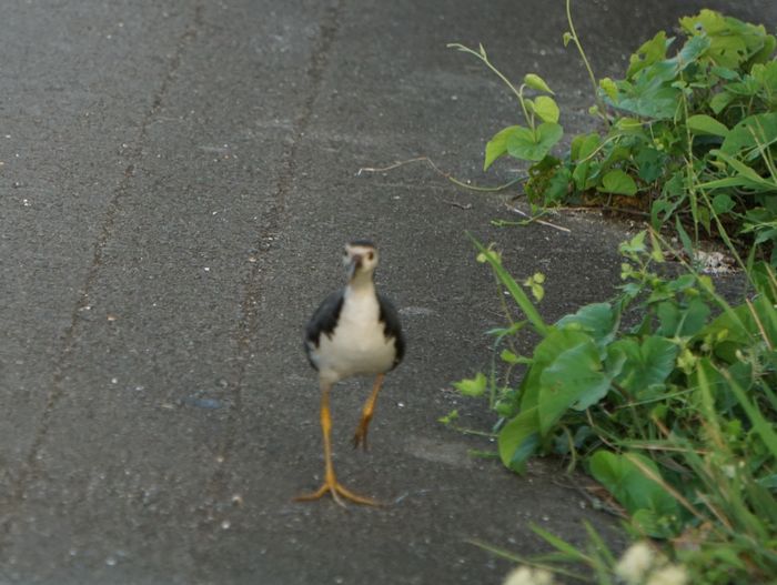 正面顔撮りたかった！シロハラクイナ