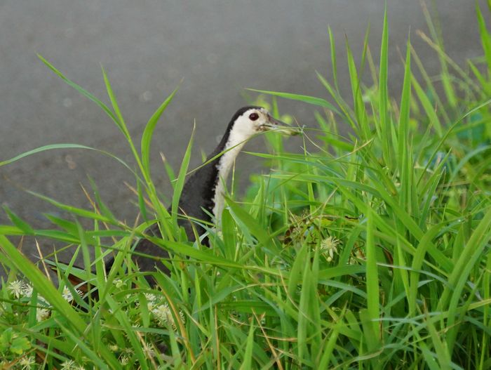 草むらに隠れて　シロハラクイナ