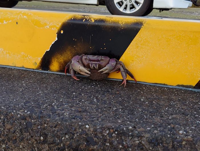 あら、オカガニさん、こんにちは