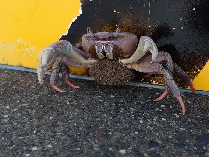 卵をいっぱい抱えているオカガニさん