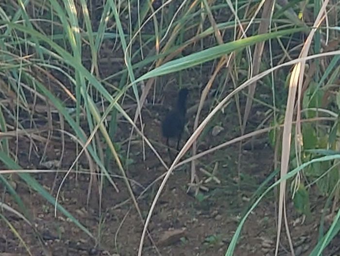 赤ちゃんシロハラクイナ