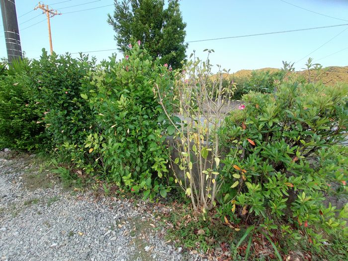 かれはじめているハイビスカス