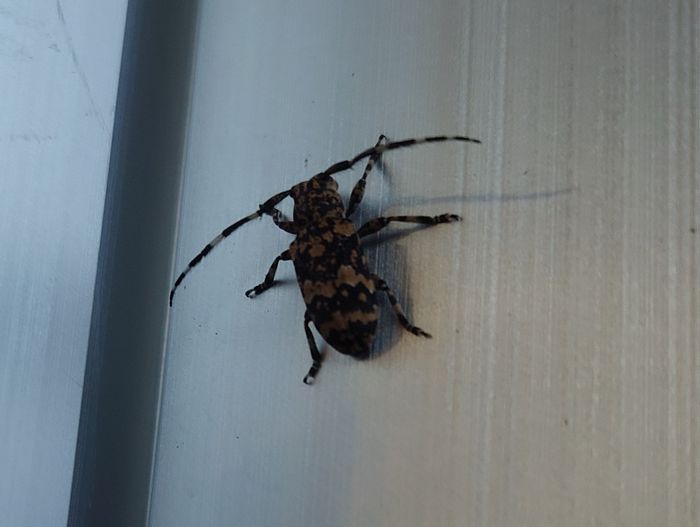 ヒメヒゲナガカミキリ