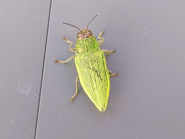 とってもカラフルタマムシさん