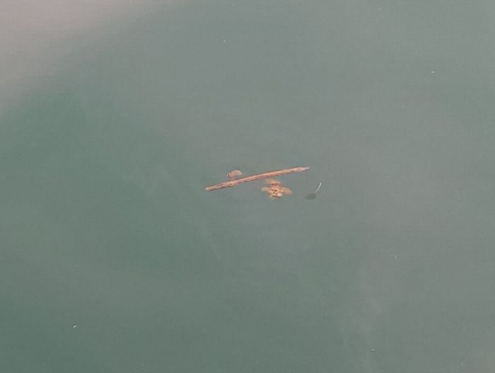 二匹おります。