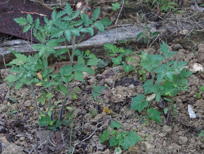 トマト、でてきました
