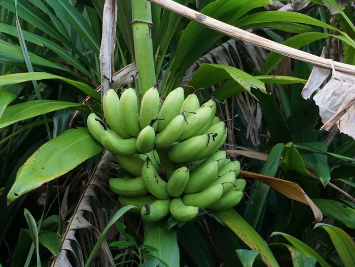 バナナ、いつ収穫しよう。。