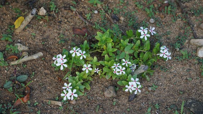 ニチニチソウ復活