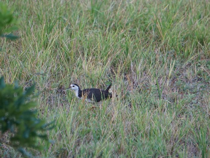 大人のシロハラクイナ
