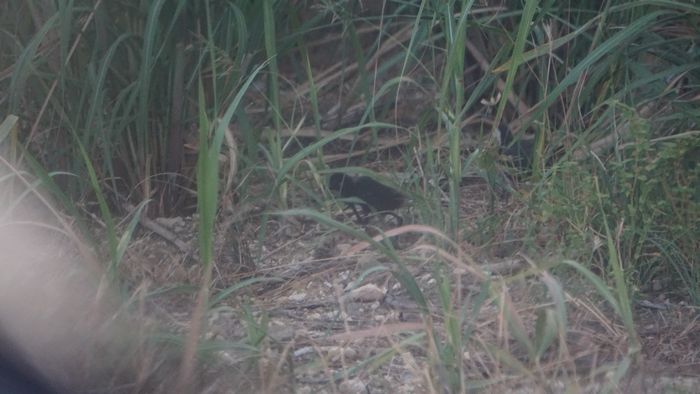 子供のシロハラクイナ